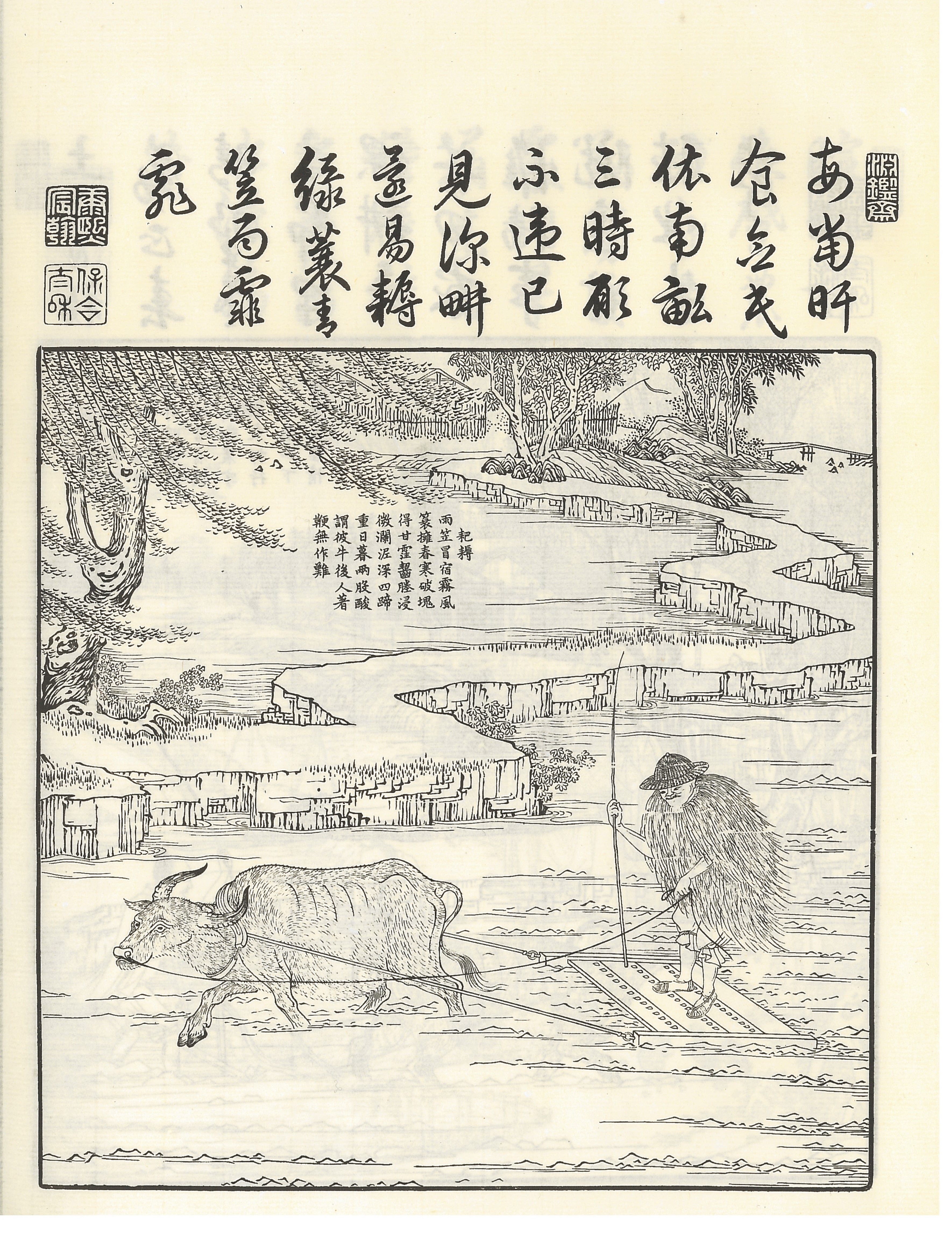 Sowing the rice