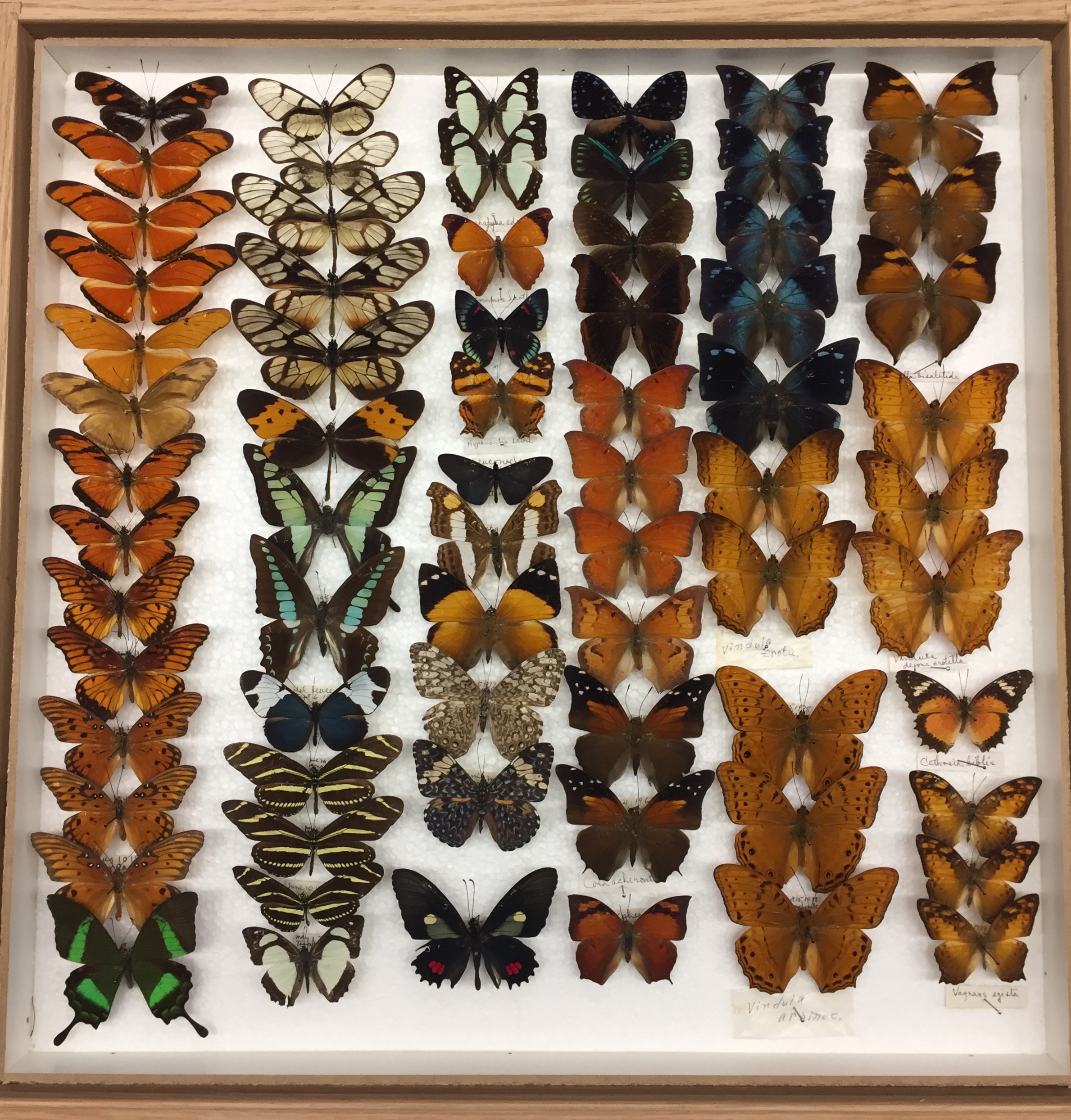 Drawer of Lepidoptera specimens