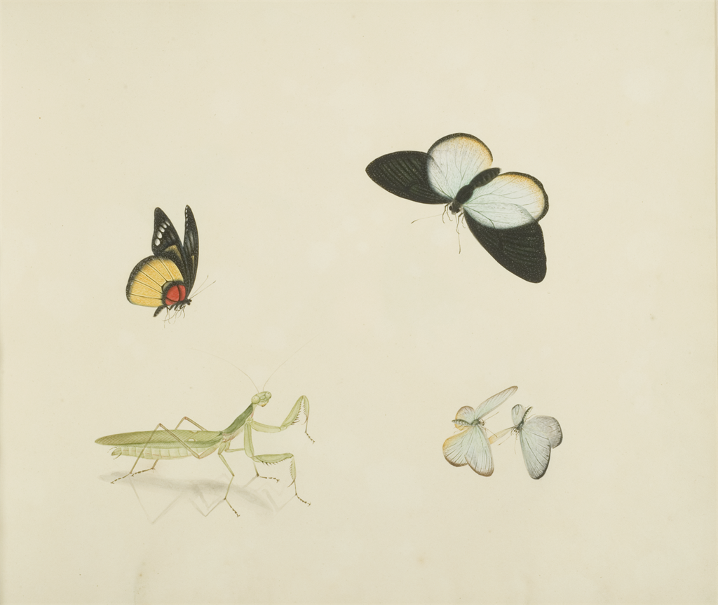 Drawings of flowers and insects (untitled)