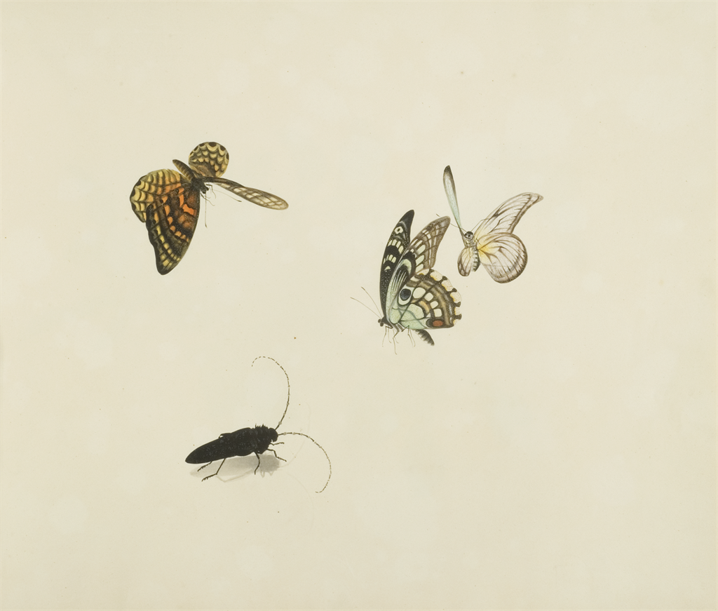 Drawings of flowers and insects (untitled)