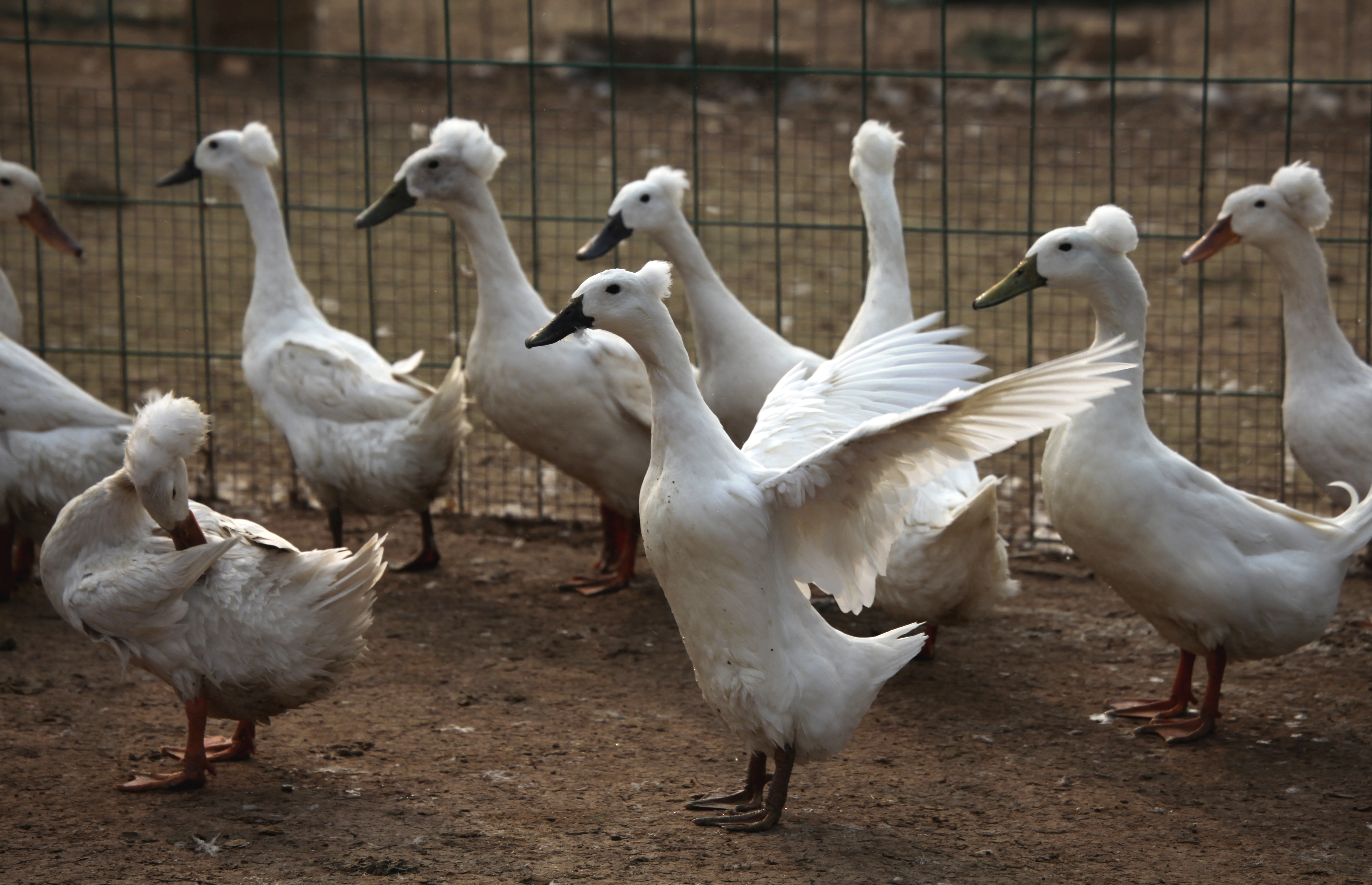 Black-beak White-crowned Ducks