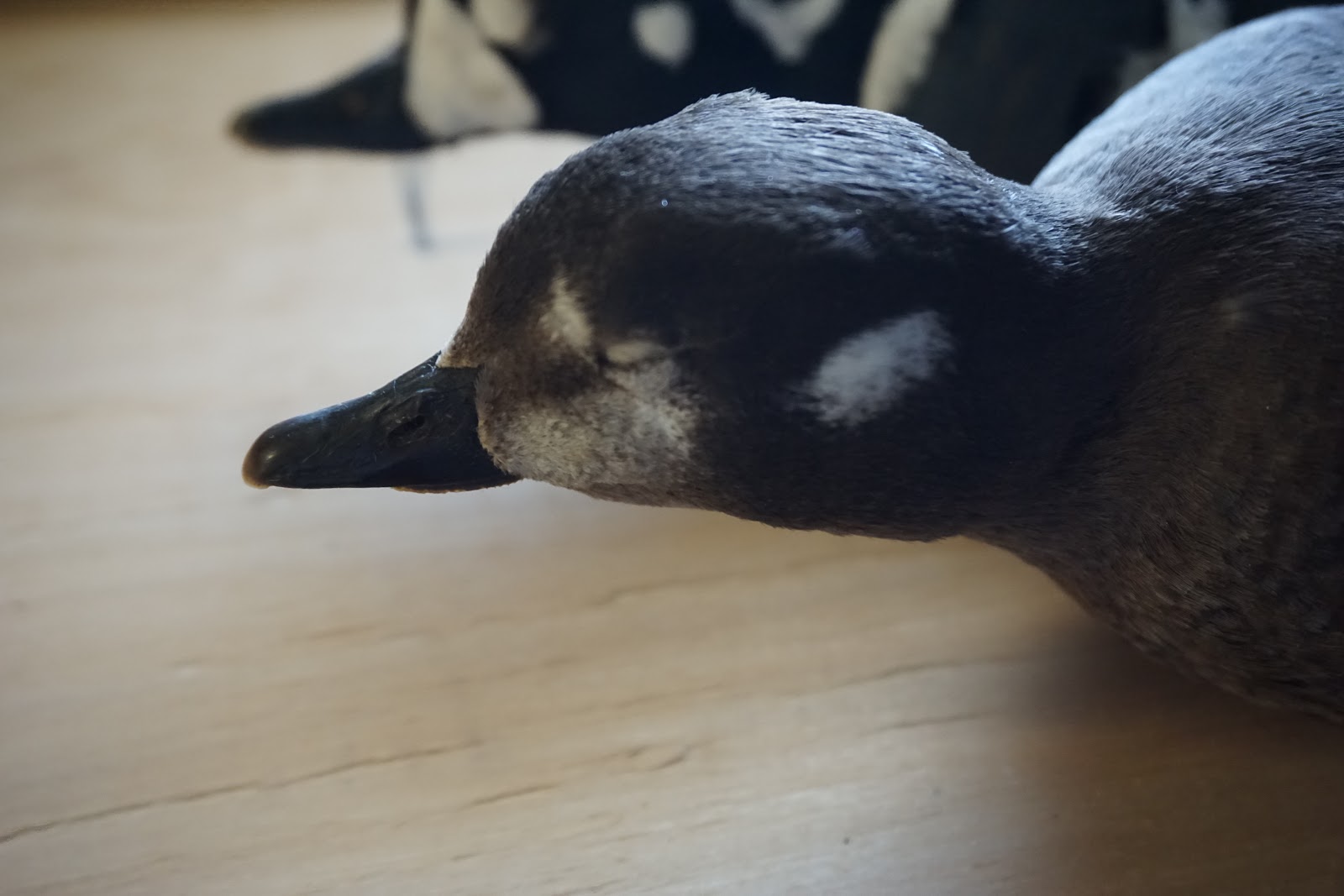 Adult male and female harlequin duck, Histrionicus histrionicus.