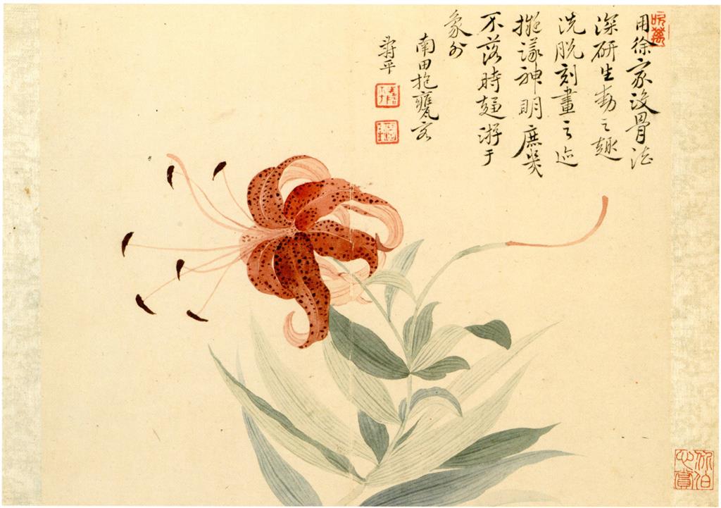 Juandan 卷丹 (Tiger Lily)
